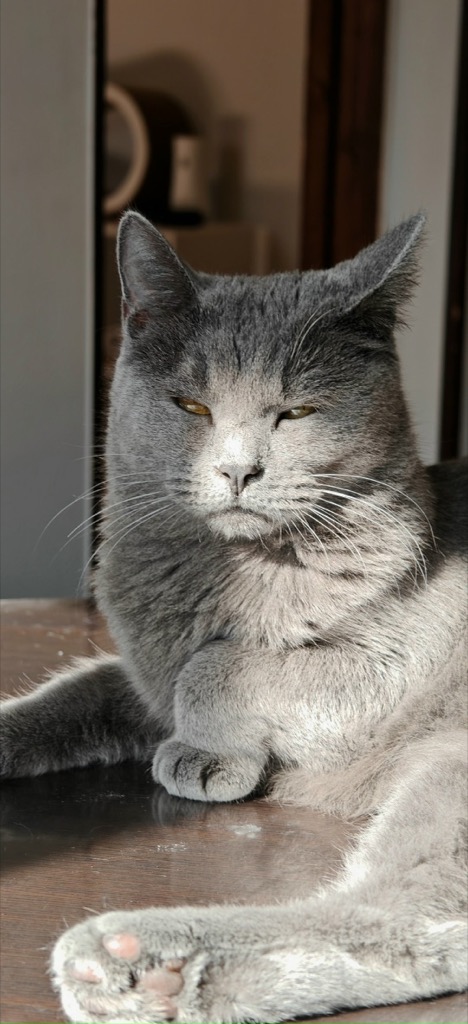 Кошка уже дома