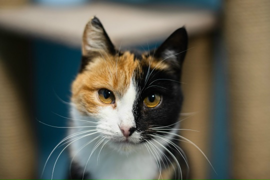 Кошка уже дома