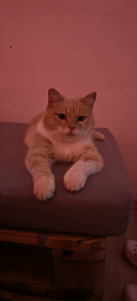 Кошка уже дома