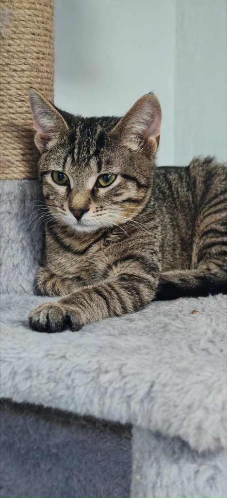 Кошка уже дома