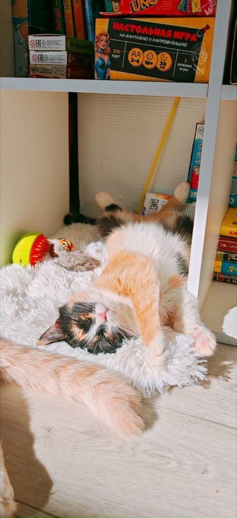 Кошка уже дома
