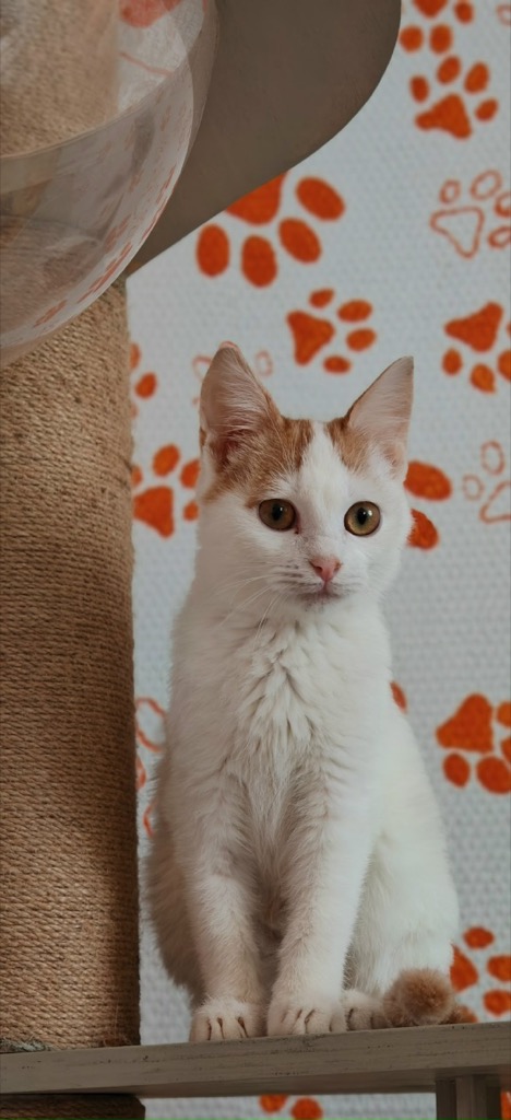 Кошка уже дома