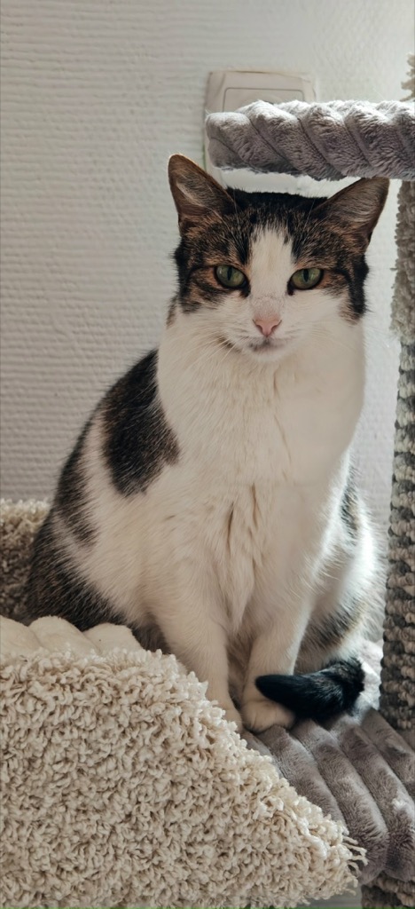 Кошка уже дома