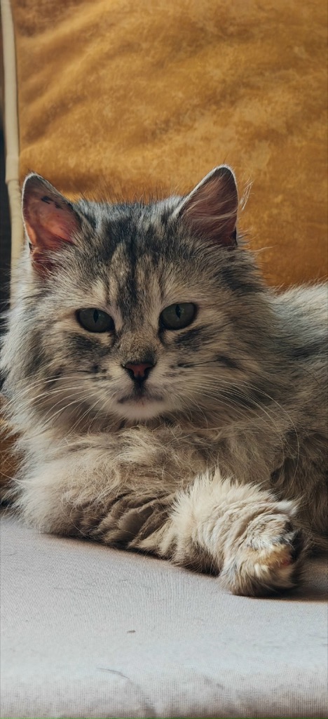 Кошка уже дома