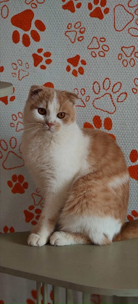 Кошка уже дома