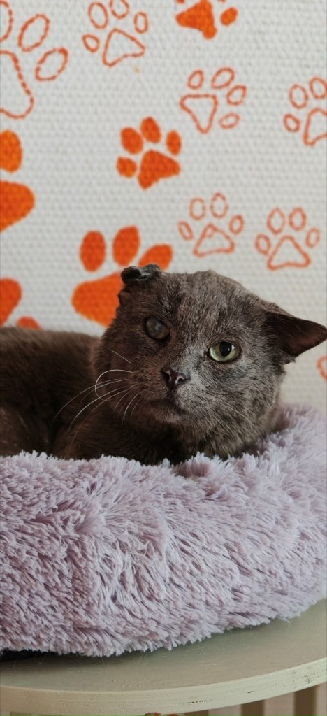 Кошка уже дома