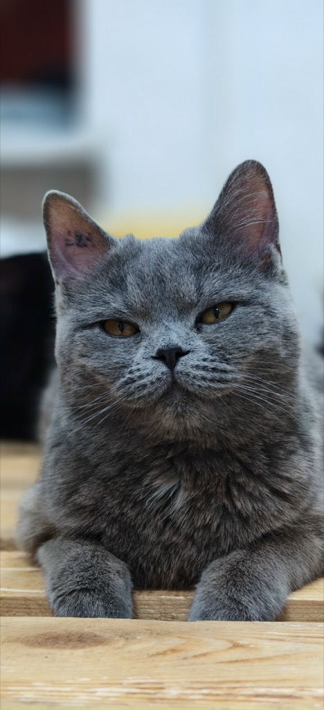 Кошка уже дома