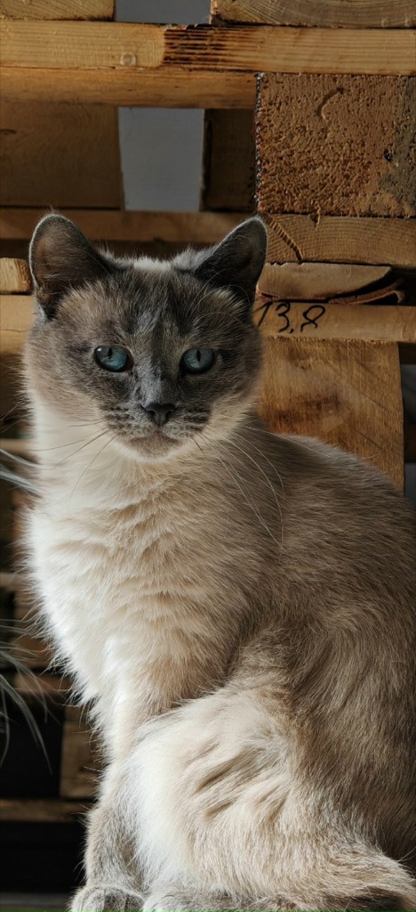 Кошка уже дома