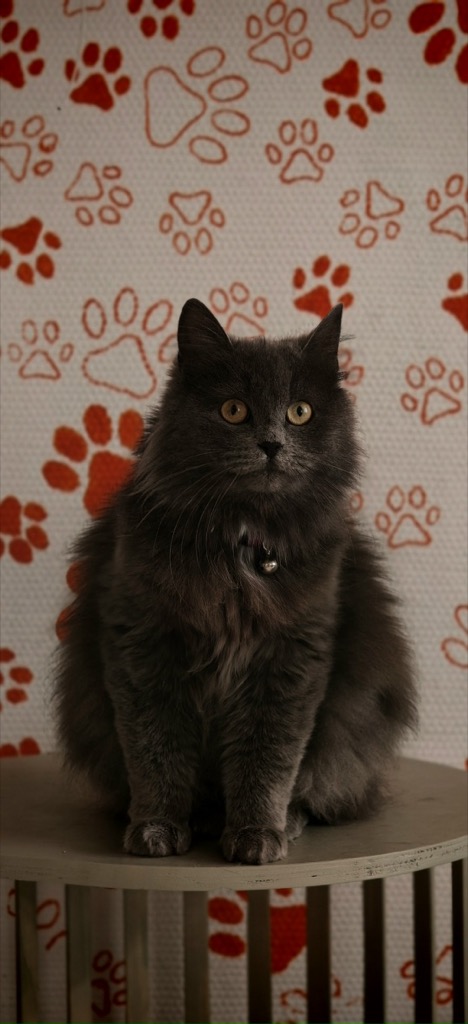 Кошка уже дома