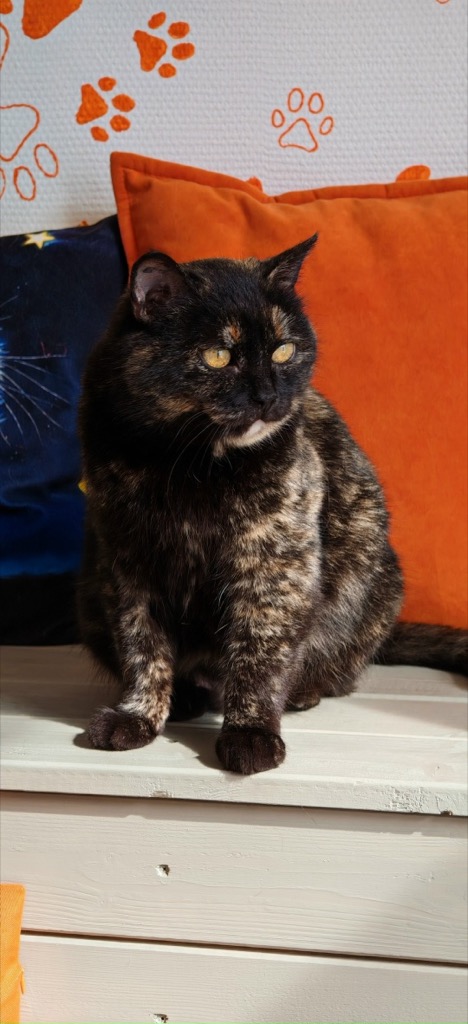 Кошка уже дома