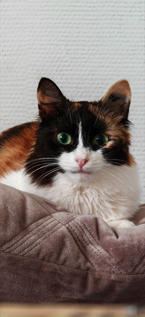 Кошка уже дома