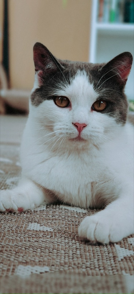 Кошка уже дома
