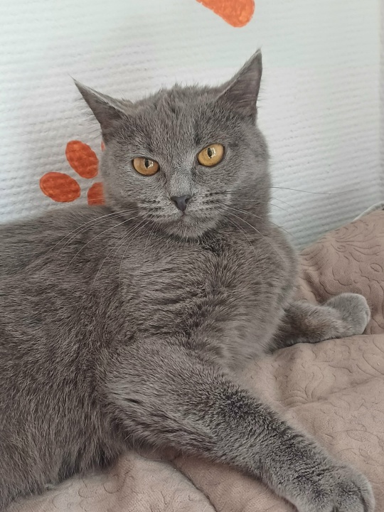 Кошка уже дома