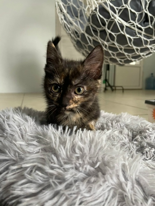 Кошка уже дома